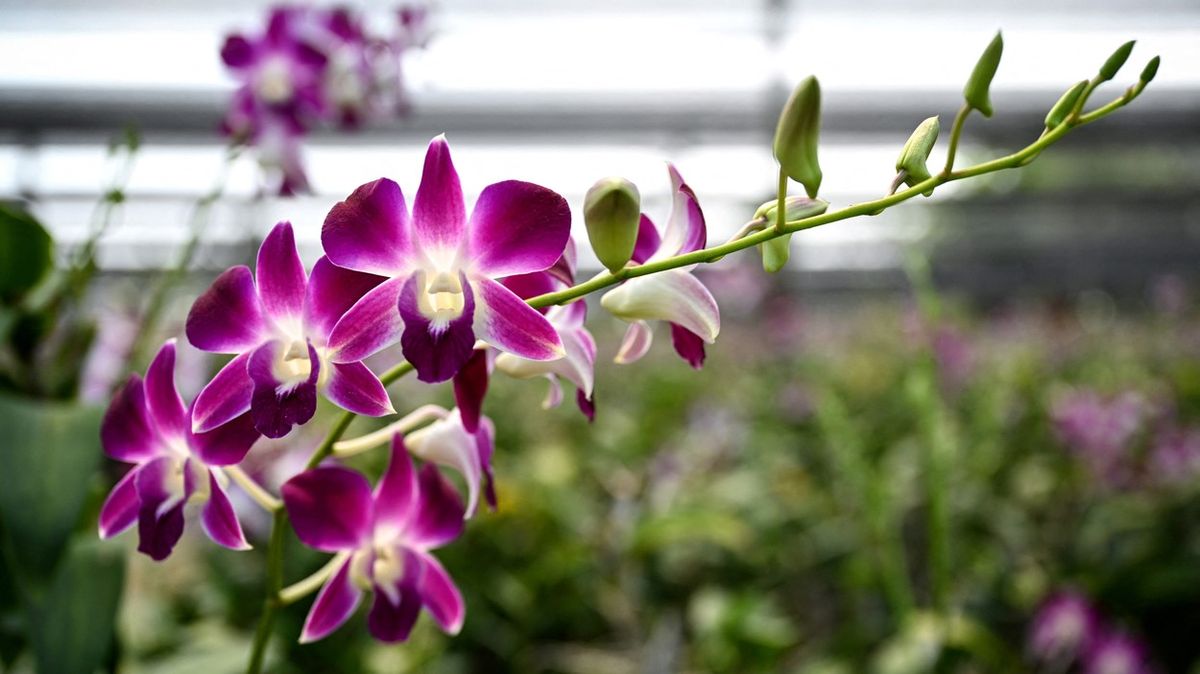 Fotky: Krize, kde ji nečekáte. I trh s orchidejemi skomírá
